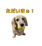 ハナちゃんの毎日使えるスタンプ（個別スタンプ：13）