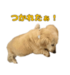 ハナちゃんの毎日使えるスタンプ（個別スタンプ：14）