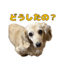 ハナちゃんの毎日使えるスタンプ（個別スタンプ：15）