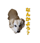 ハナちゃんの毎日使えるスタンプ（個別スタンプ：17）