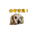 ハナちゃんの毎日使えるスタンプ（個別スタンプ：19）