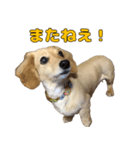 ハナちゃんの毎日使えるスタンプ（個別スタンプ：20）