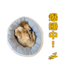 ハナちゃんの毎日使えるスタンプ（個別スタンプ：23）