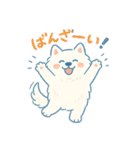 ふわもこサモエドのまいにちスタンプ（個別スタンプ：3）