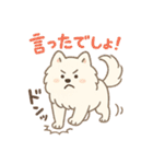 ふわもこサモエドのまいにちスタンプ（個別スタンプ：12）
