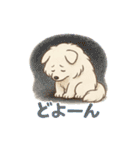 ふわもこサモエドのまいにちスタンプ（個別スタンプ：23）
