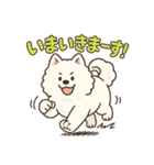 ふわもこサモエドのまいにちスタンプ（個別スタンプ：37）