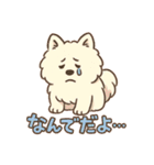 ふわもこサモエドのまいにちスタンプ（個別スタンプ：38）