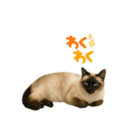 シールポイントのシャム猫日常のスタンプ（個別スタンプ：19）