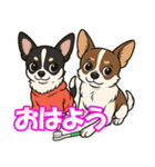 チワワの可愛いイラストスタンプ（個別スタンプ：1）