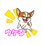 チワワの可愛いイラストスタンプ（個別スタンプ：10）
