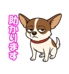 チワワの可愛いイラストスタンプ（個別スタンプ：13）