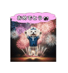 ふわふわマルチーズの毎日スタンプ（個別スタンプ：8）