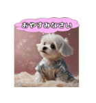 ふわふわマルチーズの毎日スタンプ（個別スタンプ：9）