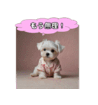 ふわふわマルチーズの毎日スタンプ（個別スタンプ：29）