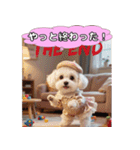 ふわふわマルチーズの毎日スタンプ（個別スタンプ：30）