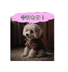 ふわふわマルチーズの毎日スタンプ（個別スタンプ：37）