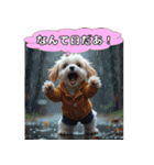 ふわふわマルチーズの毎日スタンプ（個別スタンプ：38）