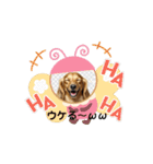 毎日使えるミニチュアダックススタンプ（個別スタンプ：3）