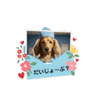 毎日使えるミニチュアダックススタンプ（個別スタンプ：12）