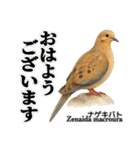 世界の鳩2（個別スタンプ：1）