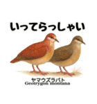 世界の鳩2（個別スタンプ：4）