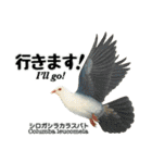 世界の鳩2（個別スタンプ：7）