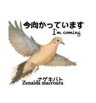 世界の鳩2（個別スタンプ：8）