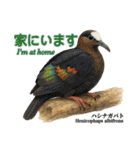 世界の鳩2（個別スタンプ：9）