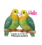 世界の鳩2（個別スタンプ：10）
