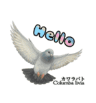 世界の鳩2（個別スタンプ：11）