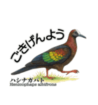 世界の鳩2（個別スタンプ：12）