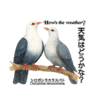 世界の鳩2（個別スタンプ：13）