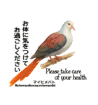 世界の鳩2（個別スタンプ：15）