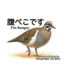 世界の鳩2（個別スタンプ：17）