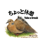 世界の鳩2（個別スタンプ：20）