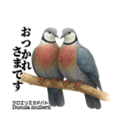 世界の鳩2（個別スタンプ：22）