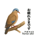 世界の鳩2（個別スタンプ：23）