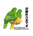 世界の鳩2（個別スタンプ：24）