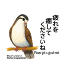 世界の鳩2（個別スタンプ：27）