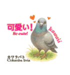 世界の鳩2（個別スタンプ：35）