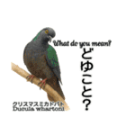世界の鳩2（個別スタンプ：37）