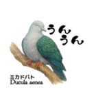 世界の鳩2（個別スタンプ：39）