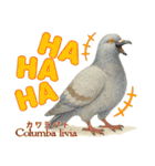 世界の鳩2（個別スタンプ：40）