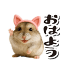 毎日送りやすい♪猫耳ハムの日常フレーズ（個別スタンプ：1）