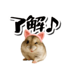 毎日送りやすい♪猫耳ハムの日常フレーズ（個別スタンプ：2）