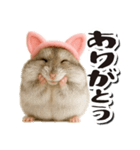毎日送りやすい♪猫耳ハムの日常フレーズ（個別スタンプ：3）