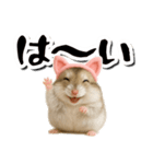 毎日送りやすい♪猫耳ハムの日常フレーズ（個別スタンプ：10）