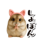 毎日送りやすい♪猫耳ハムの日常フレーズ（個別スタンプ：11）