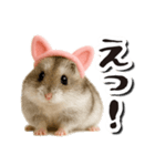 毎日送りやすい♪猫耳ハムの日常フレーズ（個別スタンプ：12）